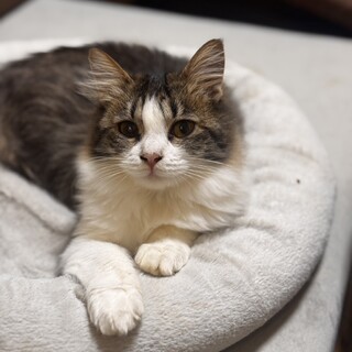 毛長のたらちゃん