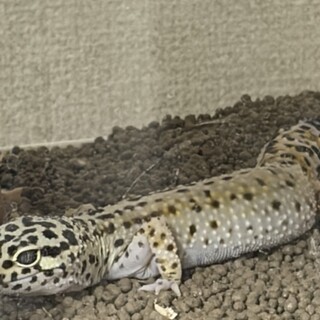 ヒョウモントカゲモドキのメス