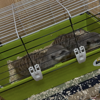 ミーヤキャット里親募集