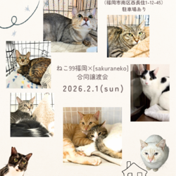 「2月1日猫の譲渡会」サムネイル1