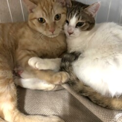 「2月1日猫の譲渡会」サムネイル2