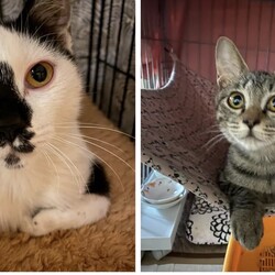 「2月1日猫の譲渡会」サムネイル3