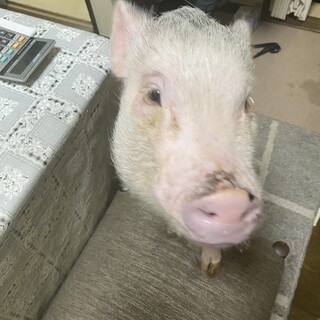 この子を幸せにしてあげてください