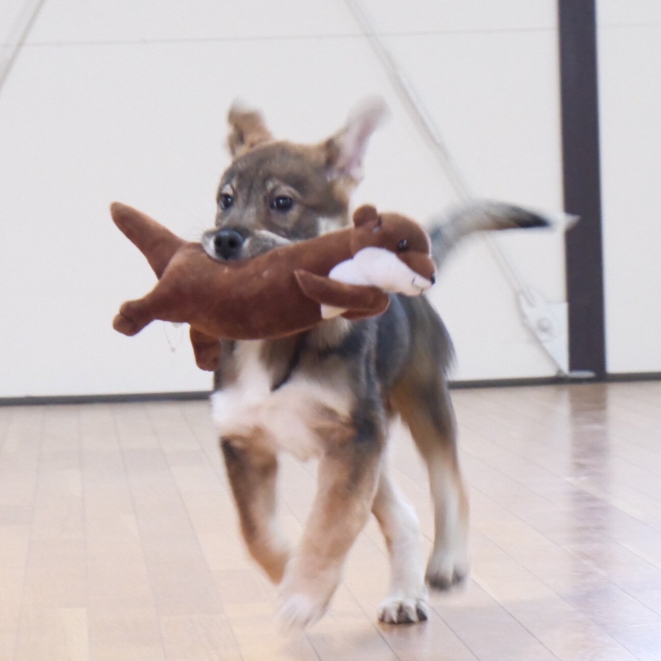 おもちゃ大好きZ君」茨城県 - 犬の里親募集(535233) 3枚目の画像