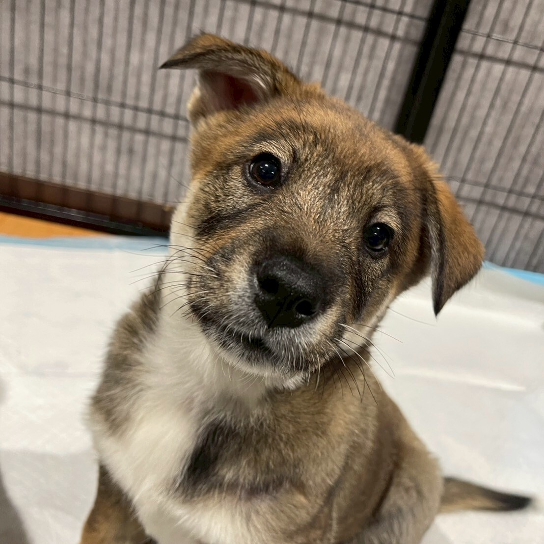 おもちゃ大好きZ君」茨城県 - 犬の里親募集(535233) 3枚目の画像