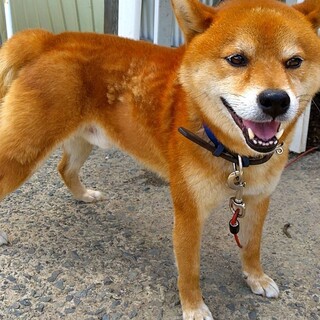 急募元気いっぱい甘えん坊な柴犬