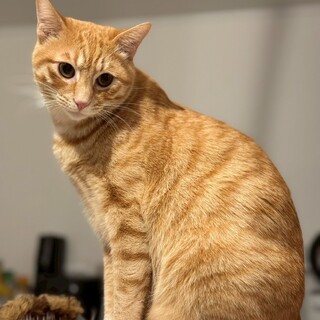 食いしん坊万歳！遊びの達人♡みかん君