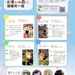 岐阜県関市の保護犬猫譲渡会 サムネイル2