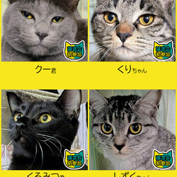 大中小猫18匹★みよし市
