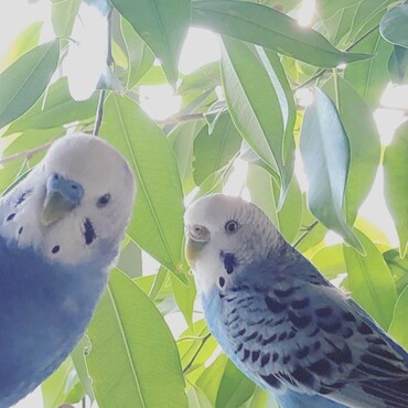 2025.8.19に虹の橋を渡ったララちゃんと