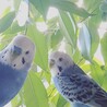 2025.8.19に虹の橋を渡ったララちゃんと