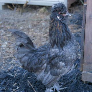 生後４ヶ月アメリカンシルキーのオス里親募集