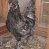 生後４ヶ月アメリカンシルキーのオス里親募集 サムネイル4
