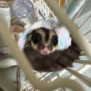 フクロモモンガ　ノーマル　女の子　1歳