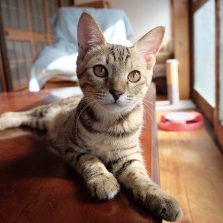 甘えた美人姉妹のカーリーちゃん♡