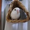 コザクラインコ　（本当にありがとうございました。） サムネイル2