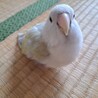 コザクラインコ　（本当にありがとうございました。） サムネイル3