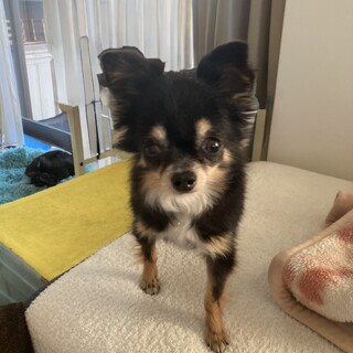 臆病だけど色んなものに興味深々の女の子