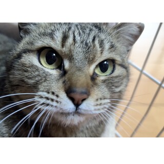 キジ猫サクラ緊急で募集中！