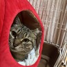 キジ猫サクラ緊急で募集中！ サムネイル2