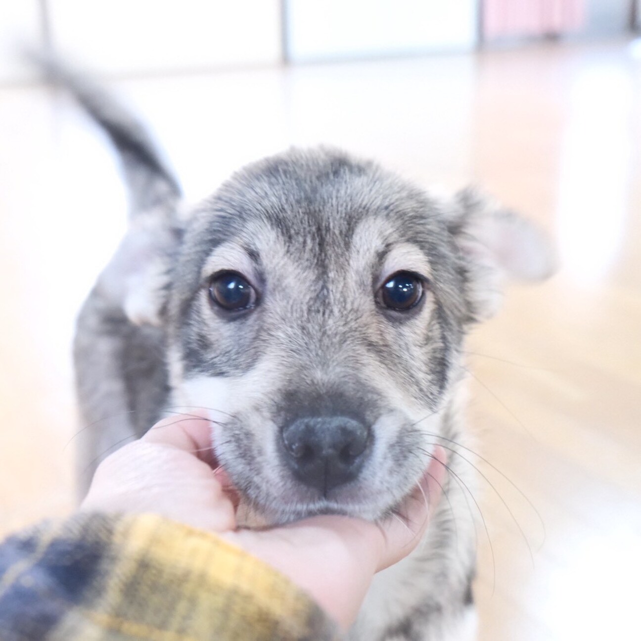 イヌ すぐ飛行機ミミになるUちゃん」茨城県 - 犬の里親募集(535243