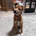 人なつこい甘えん坊さんメス子犬