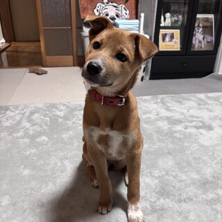 人なつこい甘えん坊さんメス子犬