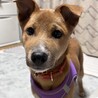 人なつこい甘えん坊さんメス子犬 サムネイル2