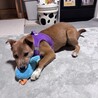 人なつこい甘えん坊さんメス子犬 サムネイル5