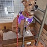 人なつこい甘えん坊さんメス子犬 サムネイル7