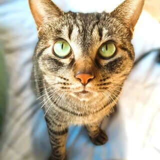 ★里親様決定★人馴れ抜群の男の子❤うずくん