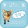 ★里親様決定★人馴れ抜群の男の子❤うずくん サムネイル4