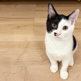 イサキ,7ヵ月♂まだまだ警戒中