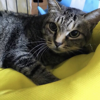 ドラ子♀キジトラ6～7歳　※初参加