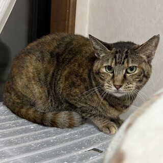 ペコ♀約3～4歳不思議な模様