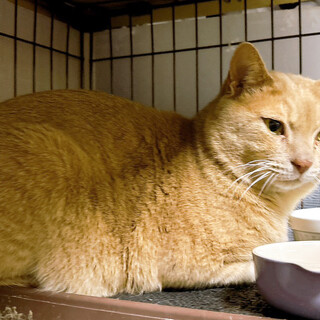 ミッチー♂大きな茶トラ3〜5歳※初参加