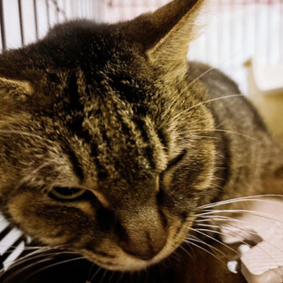 トラ美♀ビッグガール約5～6歳※初参加