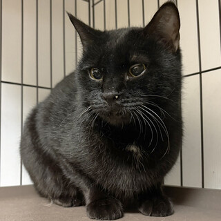 キキ♀可愛い黒猫6〜7歳※初参加