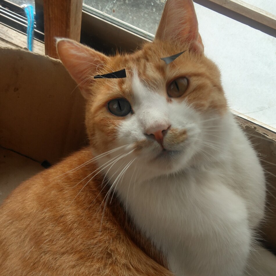 子トラのカバー写真