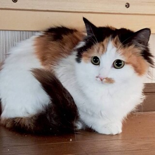 小柄な長毛×三毛猫のふうかちゃん
