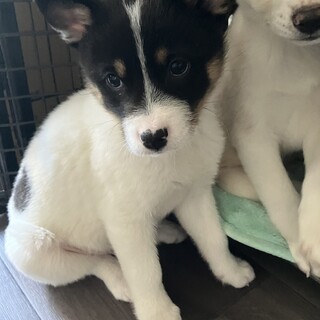 寒い中一生懸命生きてきた子です