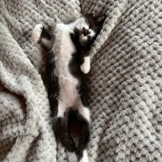 おもちゃ遊び大好き！ごはんも大好き(笑)花ちゃん