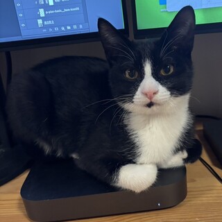 甘えん坊なやんちゃ坊主！肩乗り猫の勘八くん