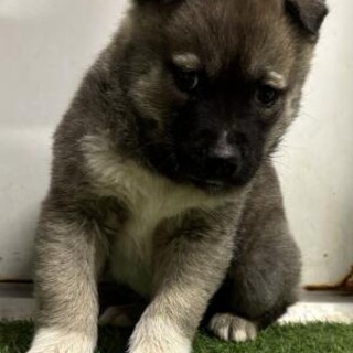 ※優先期間内にお迎え下さい　2月5日迄