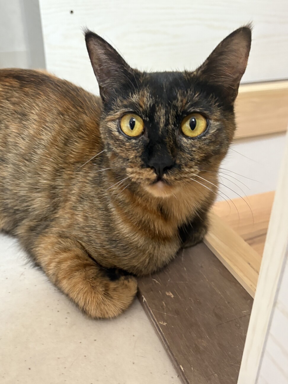 うらら：スリゴロなさび猫ちゃんです※トライアル中※ サムネイル3