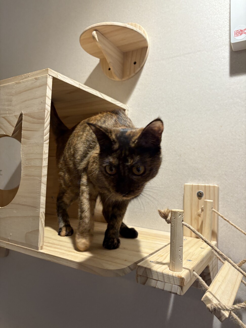 うらら：スリゴロなさび猫ちゃんです※トライアル中※ サムネイル2