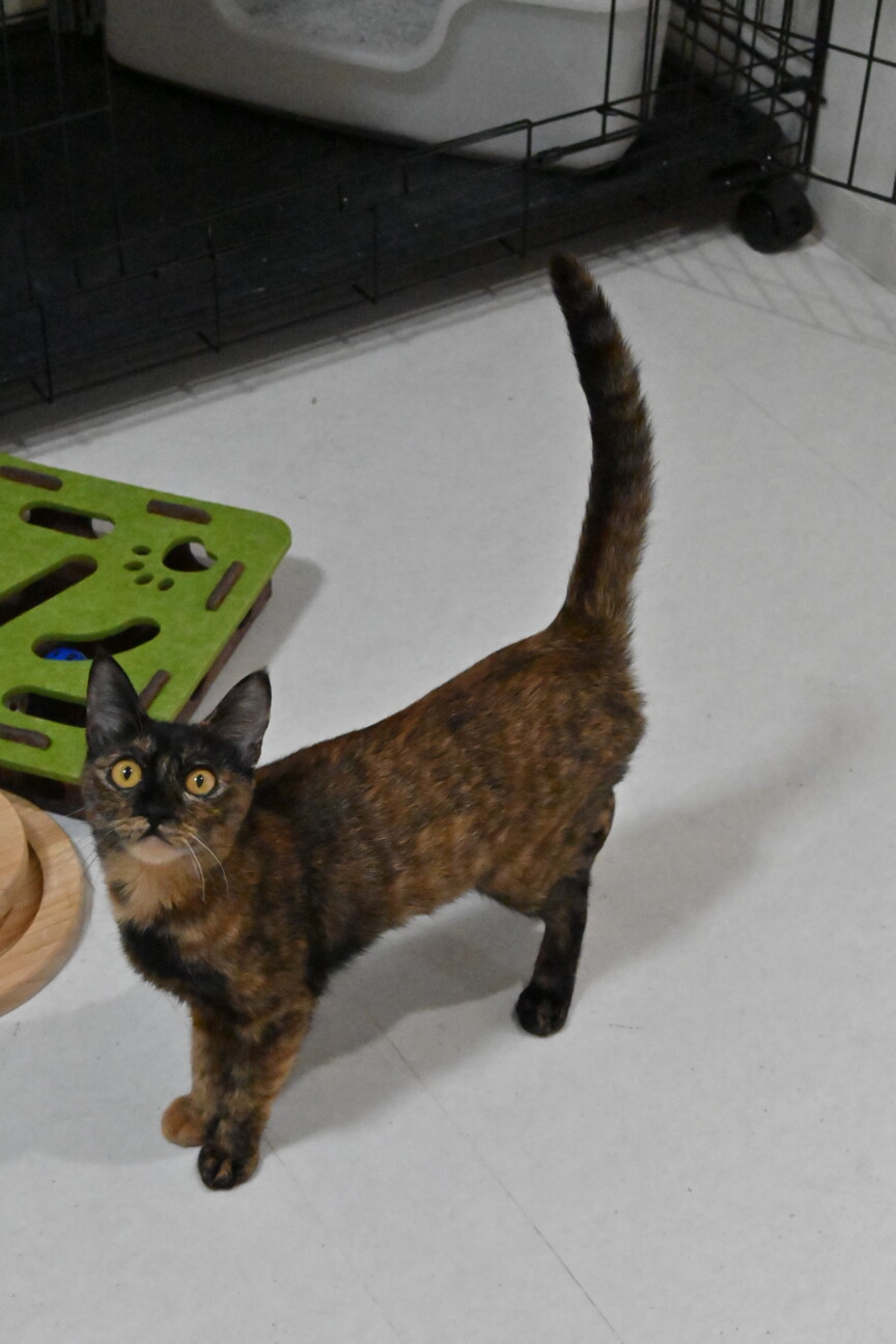 うらら：スリゴロなさび猫ちゃんです※トライアル中※ サムネイル6