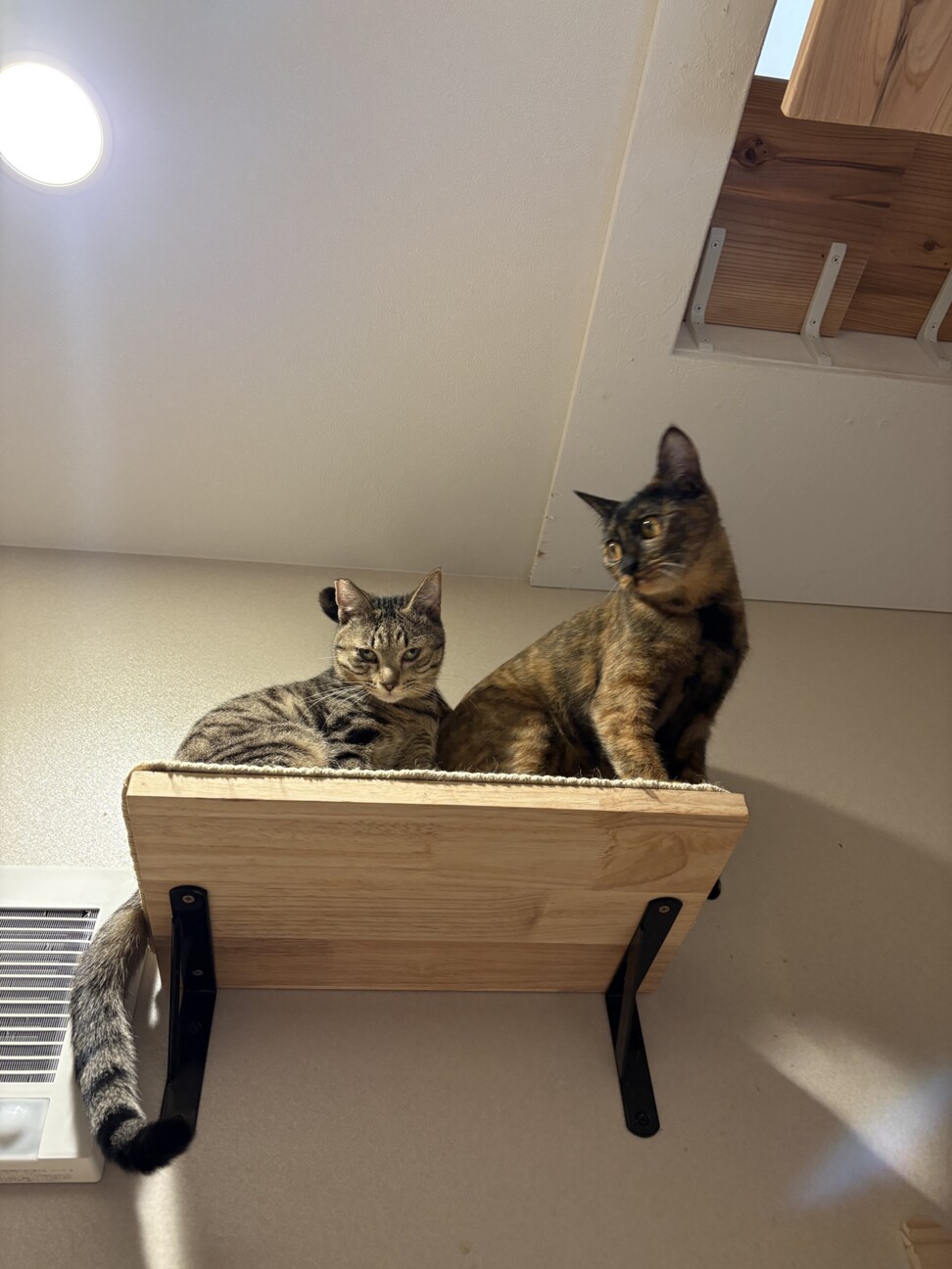 うらら：スリゴロなさび猫ちゃんです※トライアル中※ サムネイル7