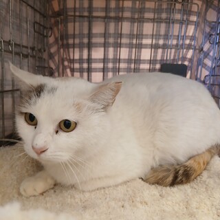 危険な場所から保護♥️すりすりな若い白三毛さん