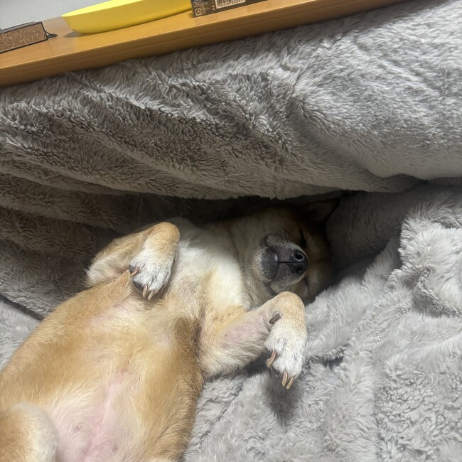 ニコちゃんまんさんのカバー写真